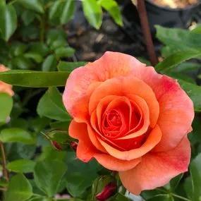 Summer Beauty Rose (Rosa Summer Beauty) 3